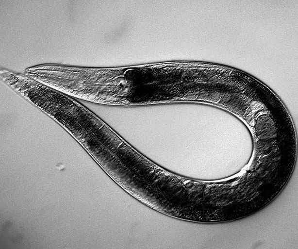Imagen de un Caenorhabditis elegans. 
