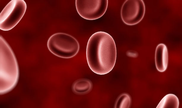 La porfiria aparece por un defecto en un componente fundamental de la hemoglobina. 