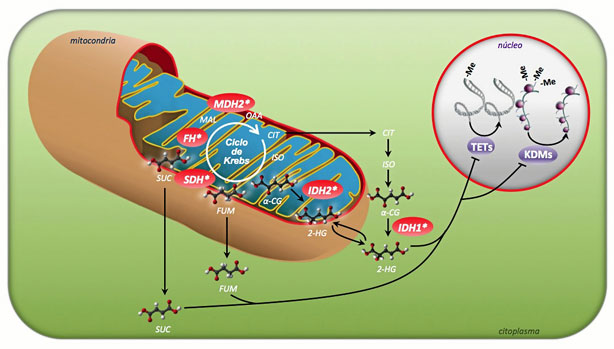 cambiar el metabolismo Mentalidad
