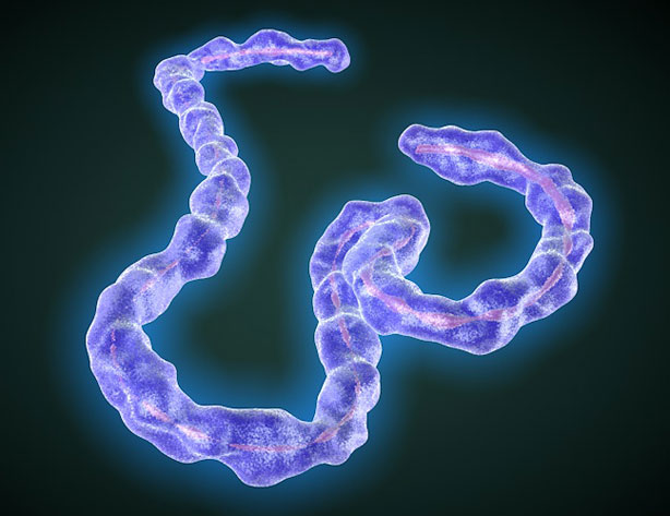 Virus del Ébola 