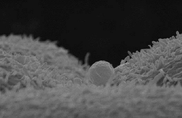 Célula de embrión de ratón 