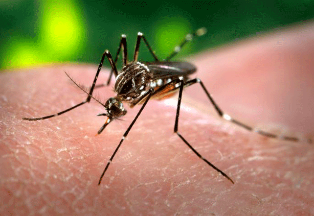 Mosquito &#039;Aedes aegypti&#039; 