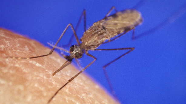 Malaria 