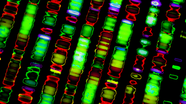 Secuencias ADN 