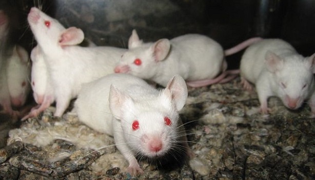 Ratones genéticamente modificados 