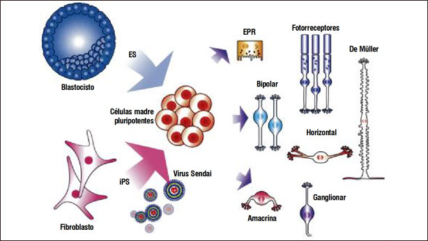 Fuentes de células madre 