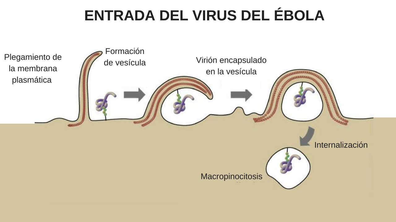 Ilustración de la entrada a las células del virus del Ébola 
