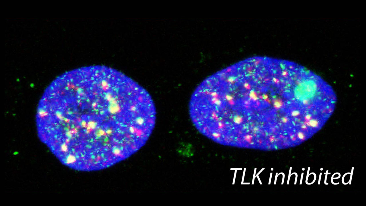 TLK Inhibido