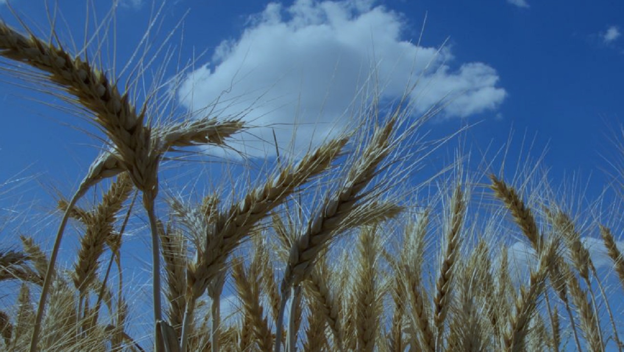 Cultivo de trigo 