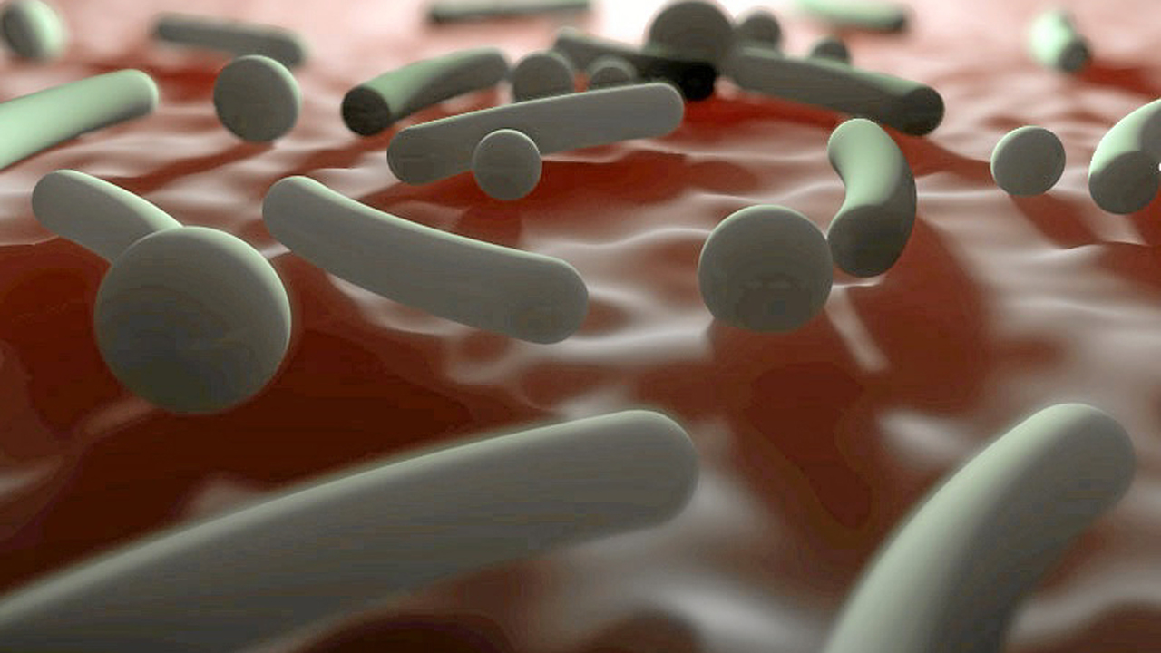 infección fecal