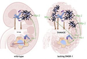 El hongo 'Candida albicans' llega al riñón donde causa daño. En ratones de tipo salvaje, DNGR-1 en células dendríticas reconoce ese daño, lo que hace que produzcan niveles regulados de Mip-2, una quimiocina que produce la atracción de neutrófilos al tejido. Sin embargo, los ratones deficientes en DNGR-1 no reconocen el daño, no reducen la producción de Mip-2 y esto hace que lleguen demasiados neutrófilos al riñón, causando inmunopatología.