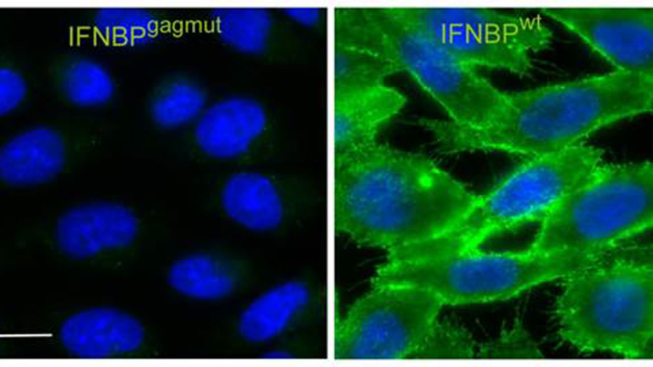 El receptor soluble de IFN (verde) se ancla a las células (azul) tras las modificaciones incorporadas por los poxvirus. 