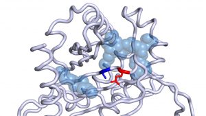 Representación de parte de la proteína producida por el gen DLST. En rojo, la mutación específica que según han demostrado los investigadores está directamente relacionada con el desarrollo de paragangliomas/feocromocitomas. Esta mutación afecta a un aminoácido localizado junto a otro (marcado en azul) que tiene gran importancia para la correcta función de la proteína. 