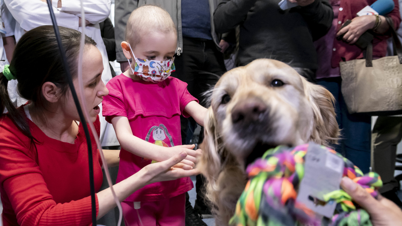 Una niÃ±a ingresada en la UCI PediÃ¡trica del 12 de Octubre acaricia a Zenit, el perro que participa en el programa 'Huellas de Colores' de terapia asistida, que se ha puesto en marcha en el centro.