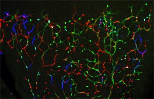 Las células endoteliales individuales tienen diferentes códigos de barras fluorescentes y estimulaciones mitogénicas, lo que permite el mapeo no invasivo del destino de sus comportamientos proliferativos y migratorios a lo largo del tiempo.
