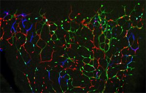 Las cÃ©lulas endoteliales individuales tienen diferentes cÃ³digos de barras fluorescentes y estimulaciones mitogÃ©nicas, lo que permite el mapeo no invasivo del destino de sus comportamientos proliferativos y migratorios a lo largo del tiempo.