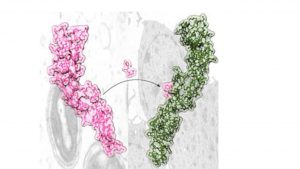 La transferencia de dos aminoácidos del receptor viral de TNF (rosa) al receptor humano de TNF (verde) cambia las propiedades del receptor humano, que se hace más específico de TNF y pierde la capacidad de inhibir linfotoxina.