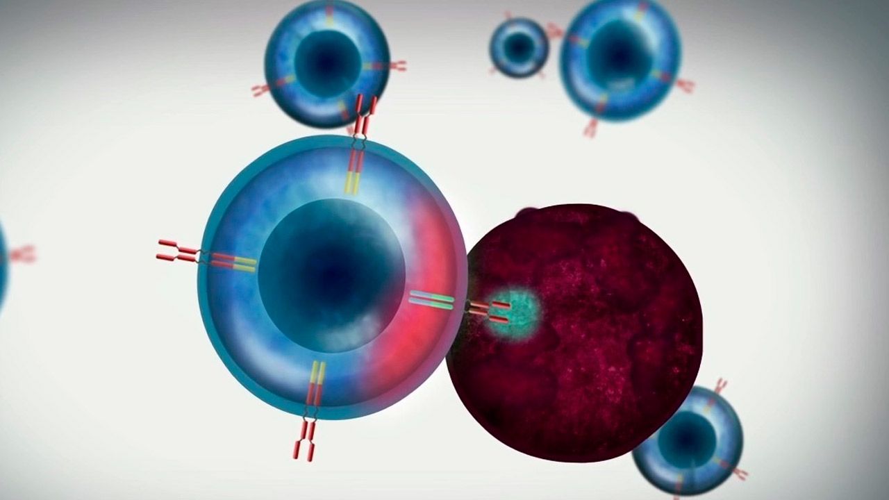 Representación de cómo el linfocito Tarmado con un receptor de antígeno quimérico (CAR) se une a la célula tumoral. 