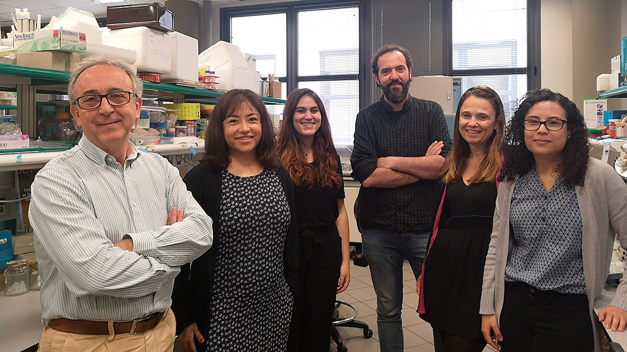 Antonio Zorzano, a la izquierda, y el equipo del laboratorio de Enfermedades Metabólicas Complejas y Mitocondrias que ha participado en esta investigación. 