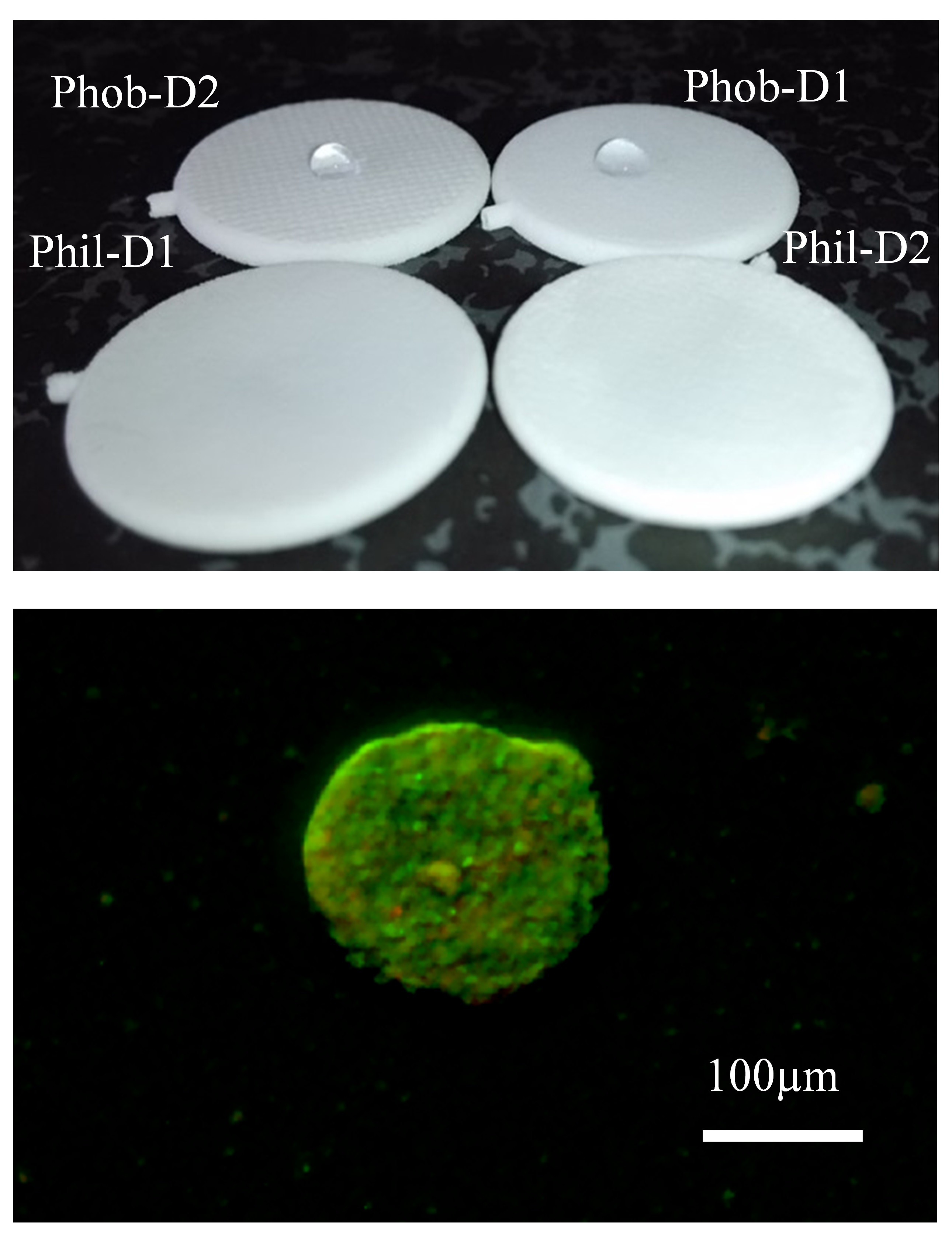 Fotografía de los dispositivos de macroencapsulación celular con distintos grados de hidrofilicidad y porosidad. Imagen de tinción de viabilidad de un pseudoislote encapsulado (verde.- células viables; rojo.- células muertas) 