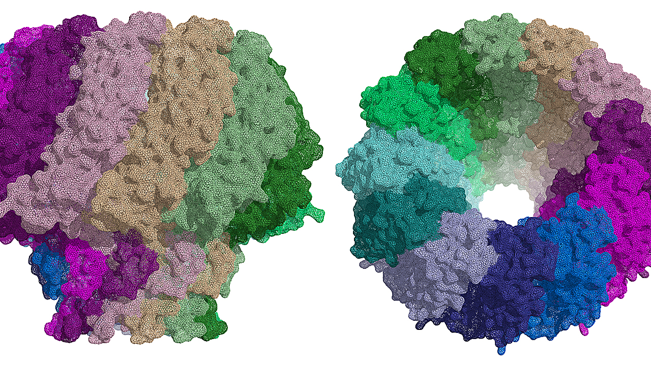 Estructura de la proteína portal del virus de Epstein-Barr. 