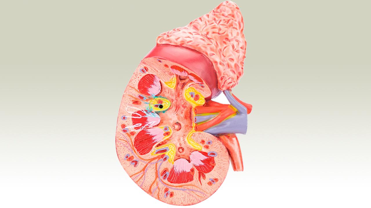 Ilustración de un riñón. 