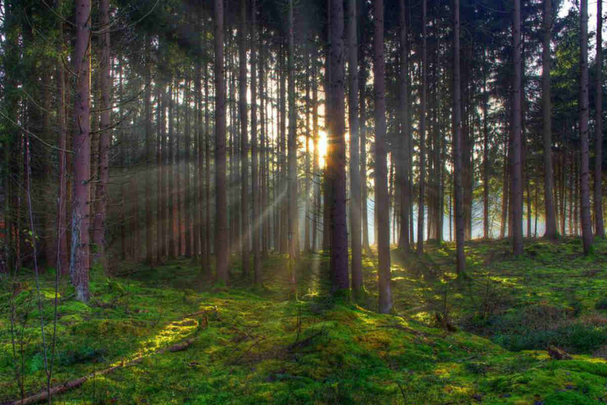 El Sol iluminando el fondo de un bosque