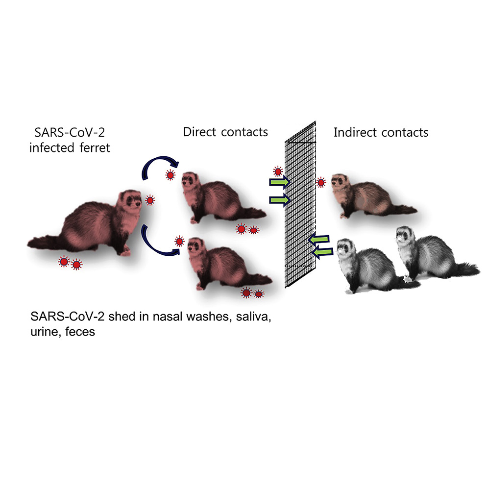 Dibujo de cómo se produce la infección del SARS-CoV-2 en hurones