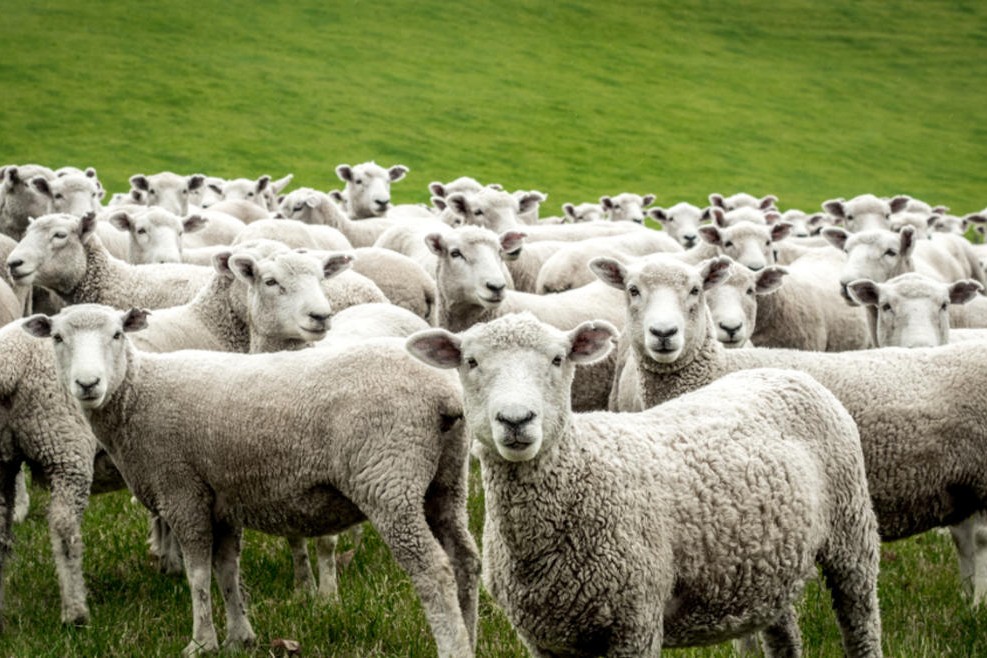 Rebaño de ovejas; las personas no formamos rebaños, no. 