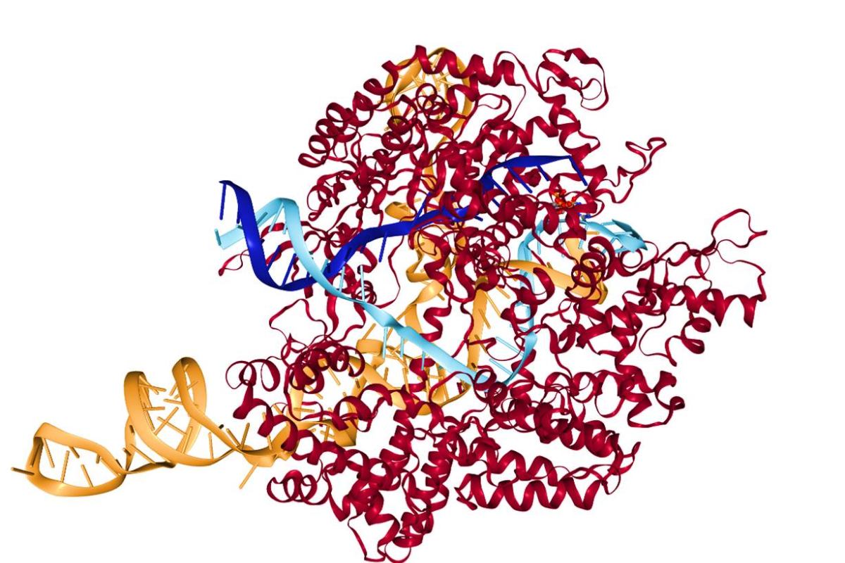 Herramienta molecular CRISPR. 