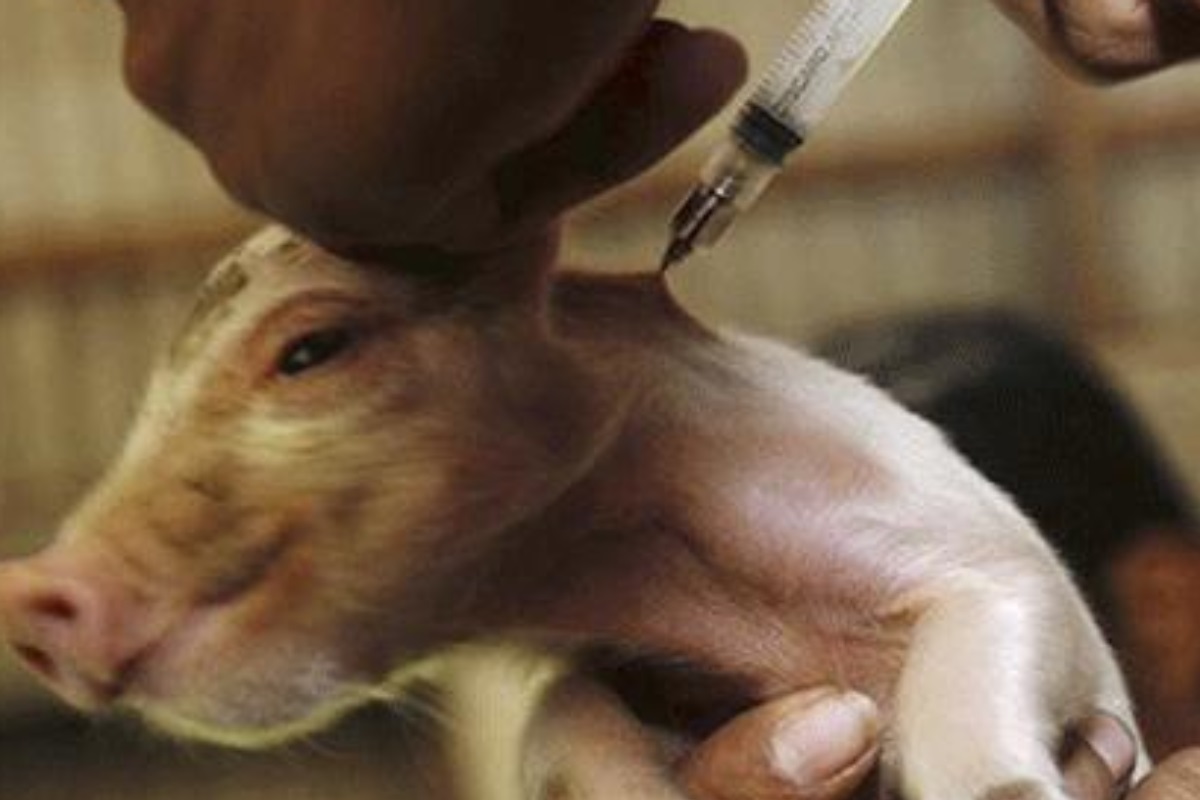 Vacunación de un cerdo contra la gripe porcina H1N1.