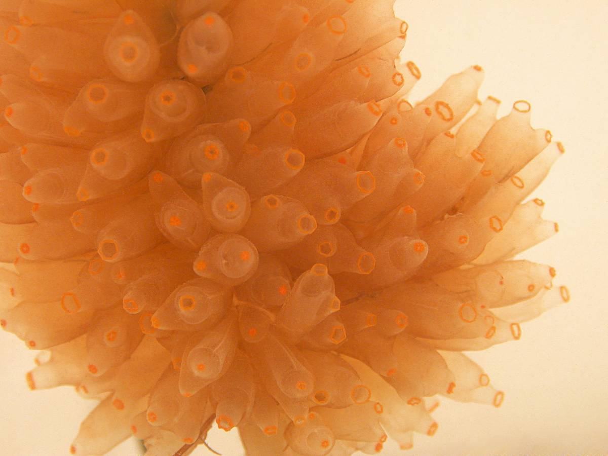 La 'Ecteinascidia turbinata' es el tunicado marino a partir del que se ha aislado lurbinectedina.
