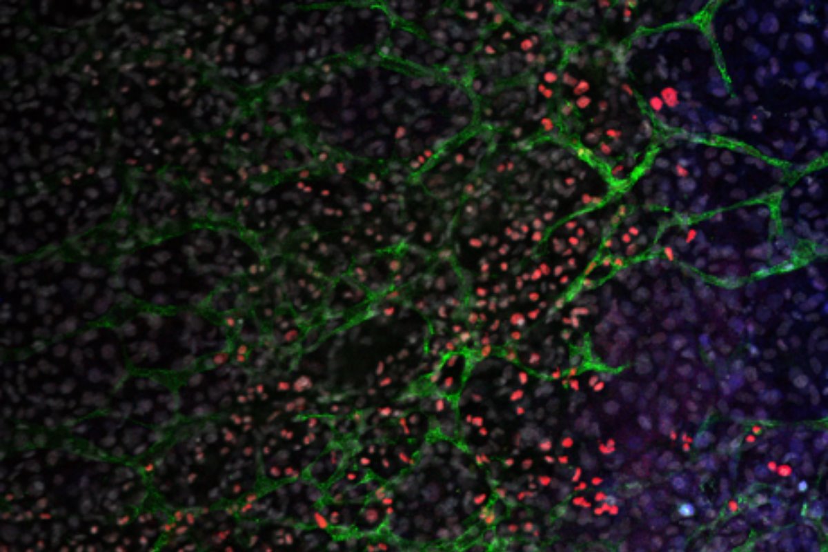 Cuerpo embrionario de ratón con múltiples tipos celulares (marcados en diferentes colores) generado en cultivo después de la expresión de miR-203 en células madre. 