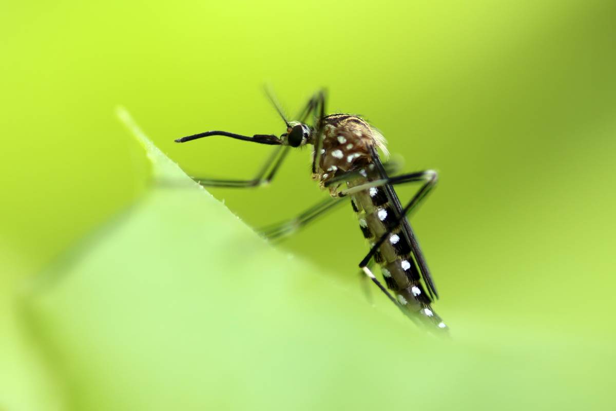 Mosquito de la especie 'Aedes japonicus' 