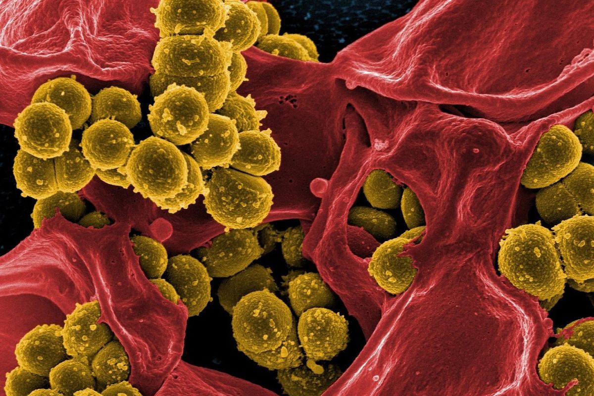 Linfocitos neutralizando una infección bacteriana. 