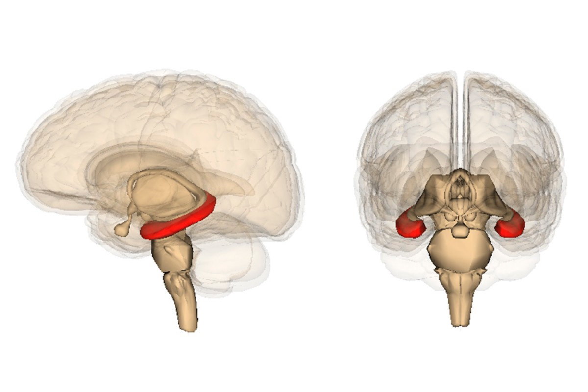 El hipocampo (rojo) se sitúa en la parte medial del lóbulo temporal del cerebro.