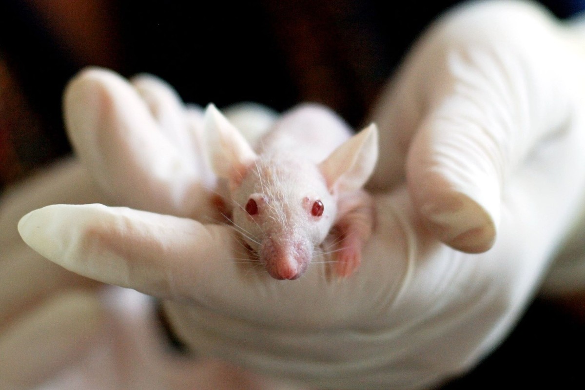 Los roedores suponen la mayoría de los animales de laboratorio. 