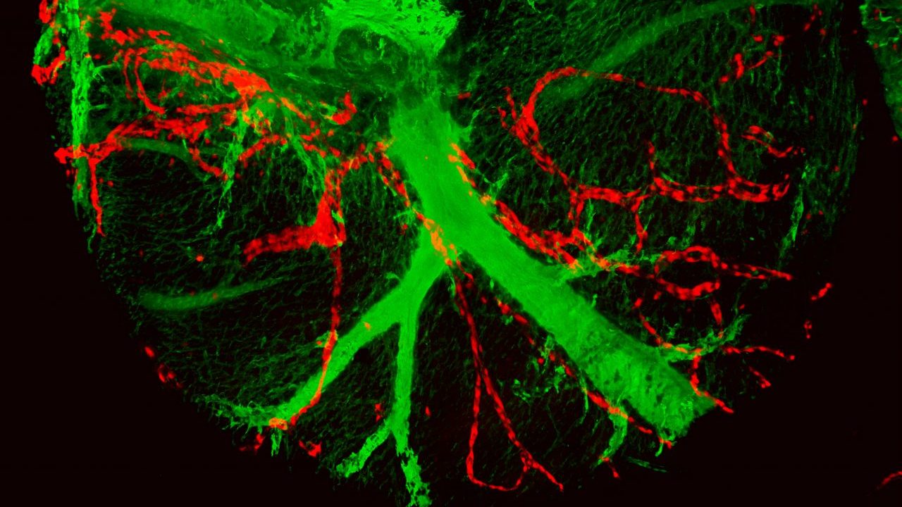 Imagen donde se muestran en el corazón las arterias coronarias en verde y los descendientes de una única célula al endotelio de los vasos linfáticos coronarios en rojo. 