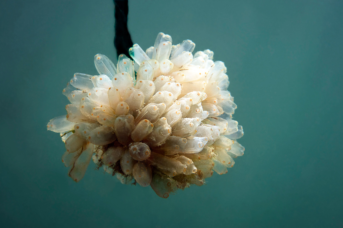 La investigación de PharmaMar tiene su origen en organismos marinos como esta 'Ectenascidia turbinata' 