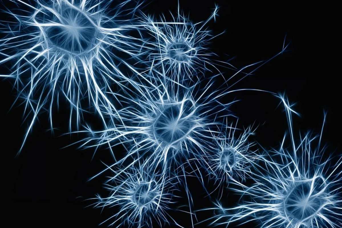 Neuronas.