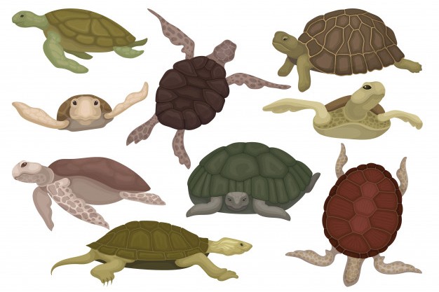 23 de mayo: Día Mundial de las Tortugas. 