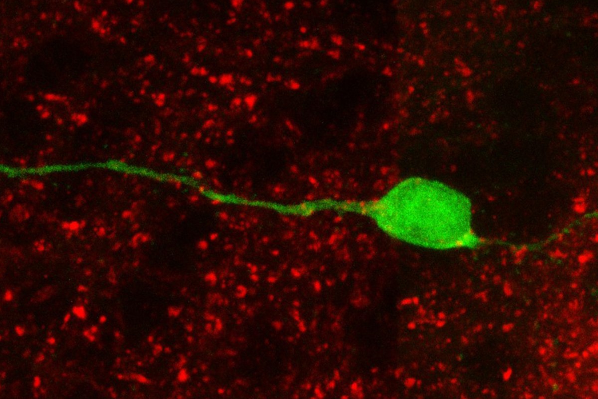Neurona (verde) generada a partir de células madre neurales del bulbo olfatorio, con botones sinápticos formados por la proteína sinapsina (en rojo), lo que indica contactos sinápticos (C. Vicario et al.). 