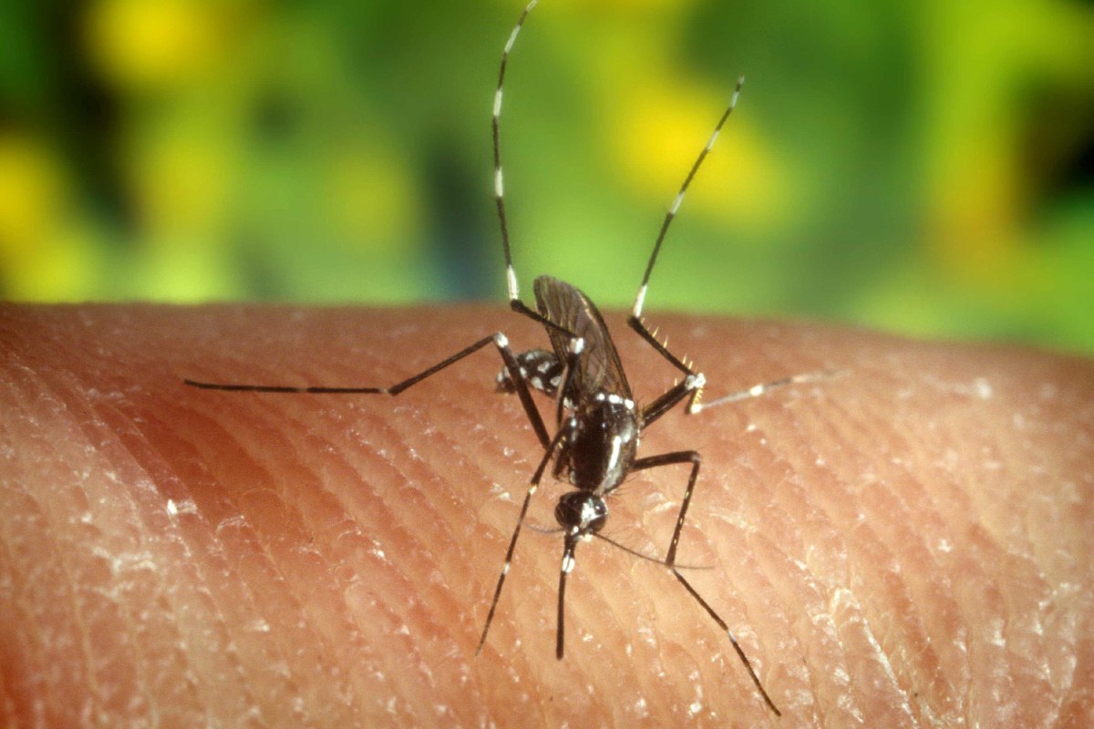 El mosquito 'Anopheles quadrimaculatus', portador del virus del Nilo. 
