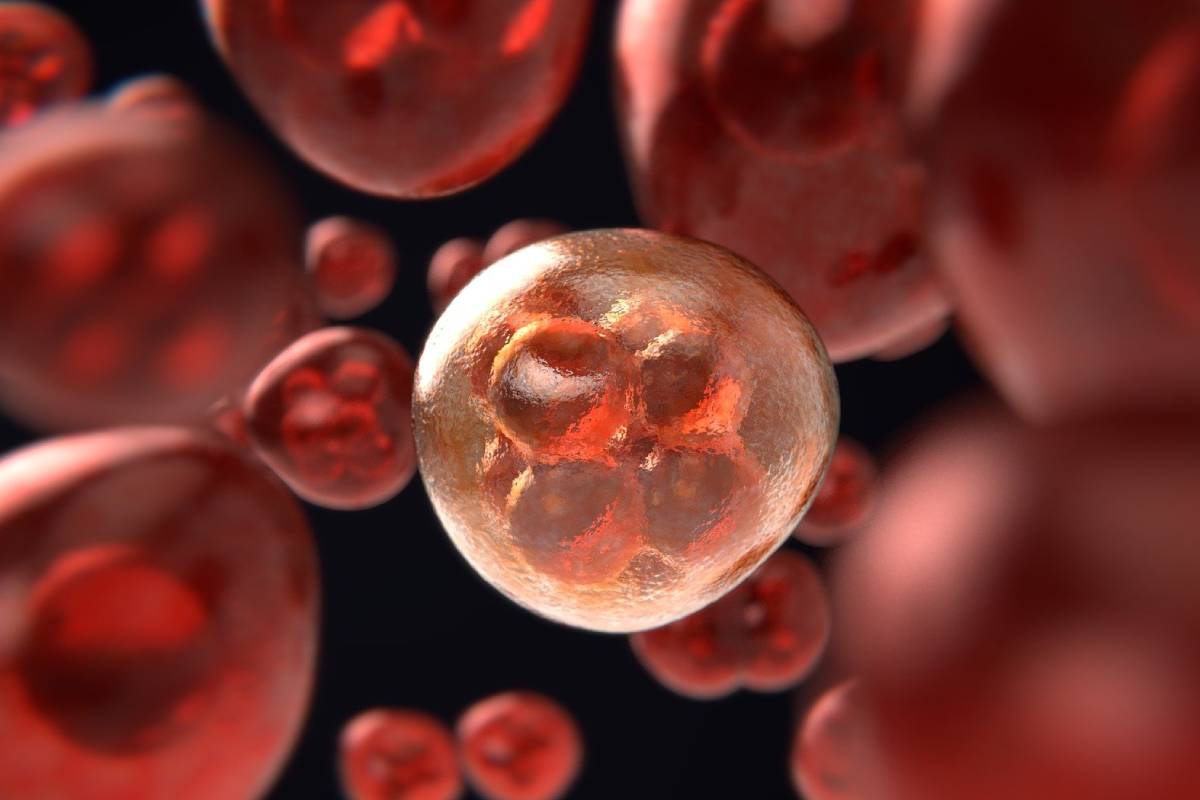 Los problemas en la división celular de los gametos puede provocar abortos y enfermedades genéticas. 