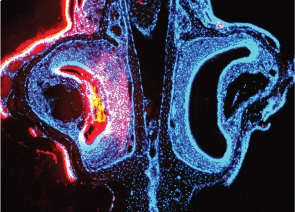 Ã“rgano vomeronasal (encargado de la detecciÃ³n de las seÃ±ales feromonales) del ratÃ³n.