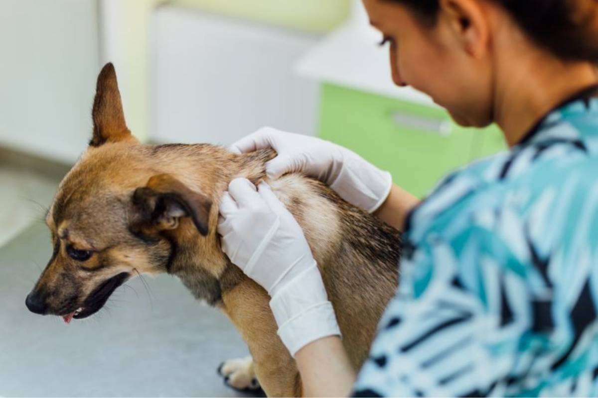 La Organización Colegial Veterinaria (OCV) se opone a que se restrinja el uso de antimicrobianos en animales domésticos por parte de los veterinarios. /OCV. 