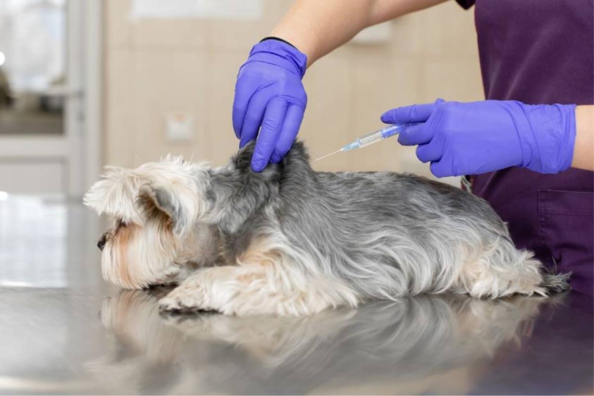 La Organización Colegial Veterinaria (OCV) señala la importancia de vacunar a los animales de compañía frente a enfermedades como la rabia. /OCV. 