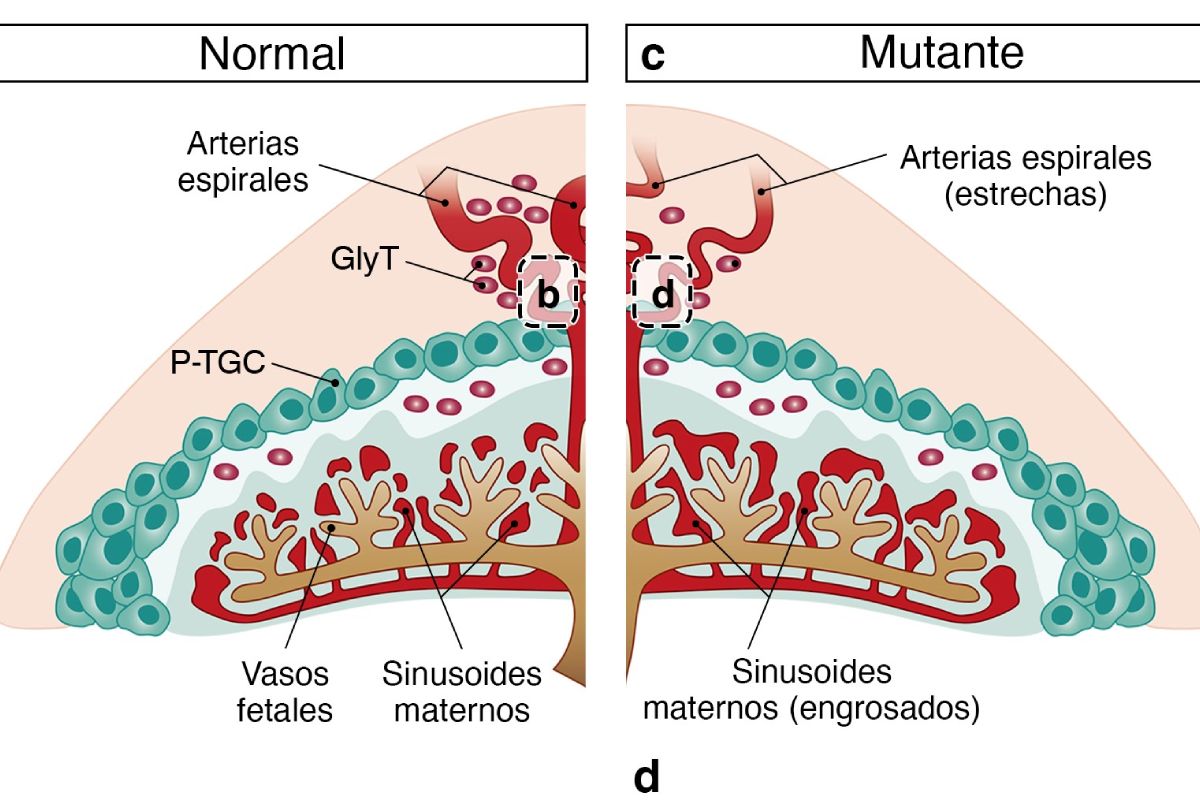 Estudio de la arterias de la placenta en presencia o no de la mutación genética. IMAGEN: CNIC. 