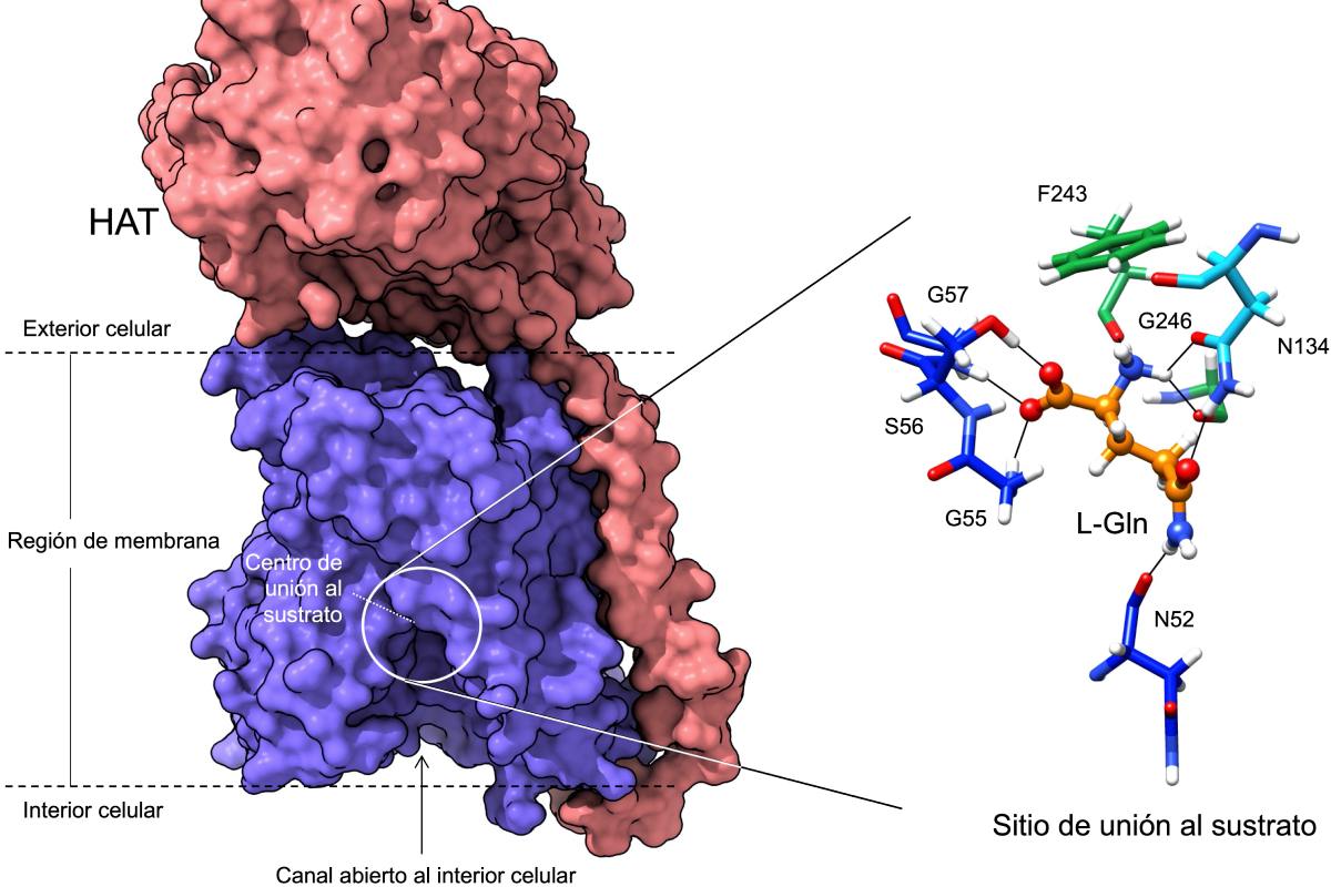 Estructura de la proteína LAT2/CD98hc resuelta mediante crio-microscopía electrónica. 