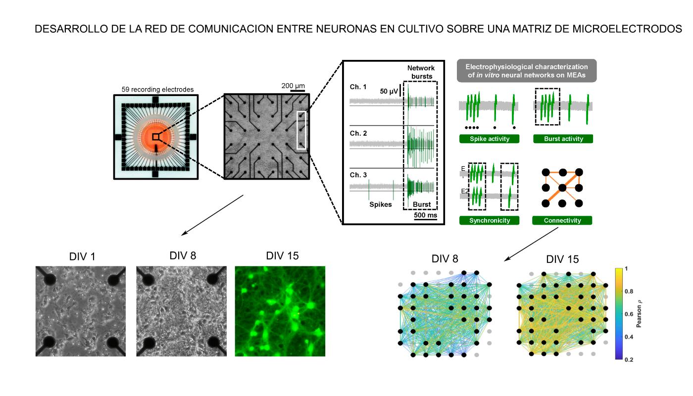 Gráfica de la investigación de desarrollo neuronal.